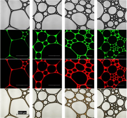 Figure 1. Foam bubbles analysed using both optical and confocal laser scanning microscopy [Ref.1].