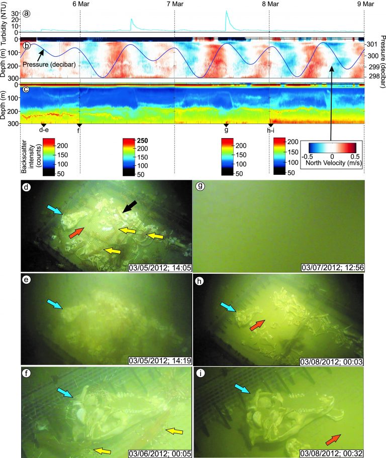 Figure 3. Physical and chemical variations and still images captured from video footage of the DWR0312 event. (a-c) Variations in physical oceanographic properties during the DWR0312 event. The black triangles at the bottom of c indicate the timing of video-image capture. (d-i) Video image captures from before and during the DWR0312 event. In all images, the blue arrow indicates the animal skull, the orange arrow indicates the mesh bottom of the cage and the yellow arrows point to shrimp. Please note that (f) and (i) are close up images of the skull that are located close to the edge of the cage. The camera at 300 m was originally installed for a forensic investigation testing decomposition rates of animal carcasses in deep water.