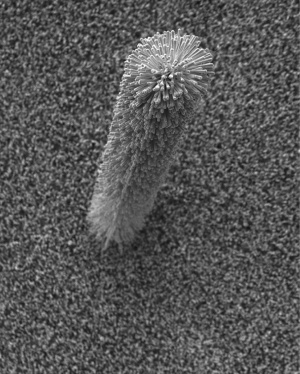 Zinc Oxide Nanorods Post