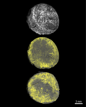 XRF Imaging of Ancient Islamic Coins